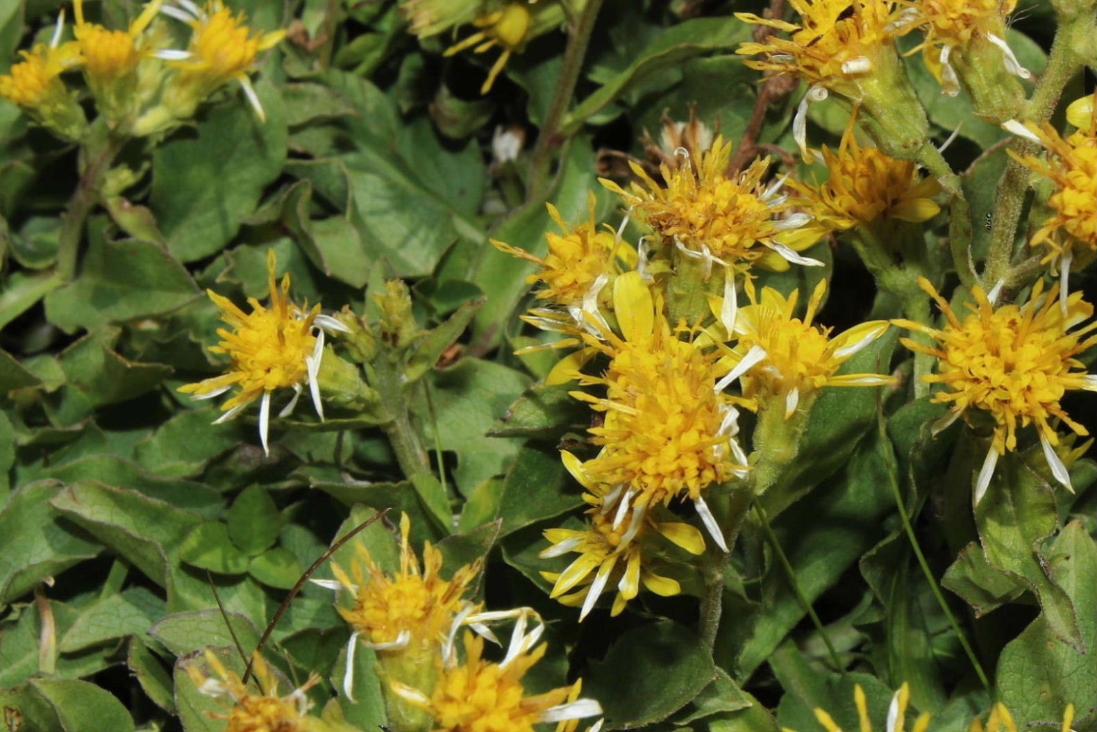 Solidago virgaurea subsp. minuta / Verga d''oro minuta